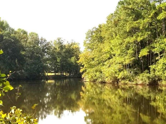 Land for sale in Elloree, Orangeburg County