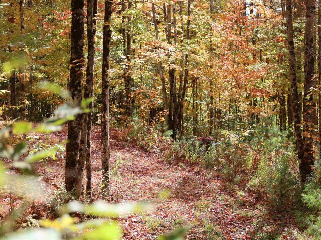 Land for sale in Lower Waterford, Vermont