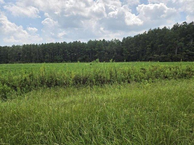 Land for sale in Fitzgerald, Georgia