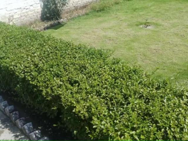 Land for sale in Swabi, North West Frontier Province