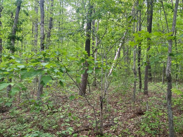 Land for sale in Tennessee