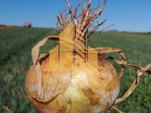 Sítio e chácara venda em Região Geográfica Imediata de Araxá, Araxá
