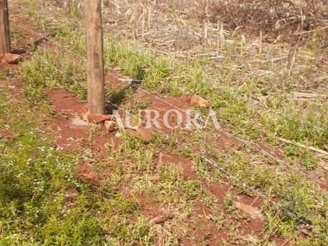 Sitio venda em Assaí