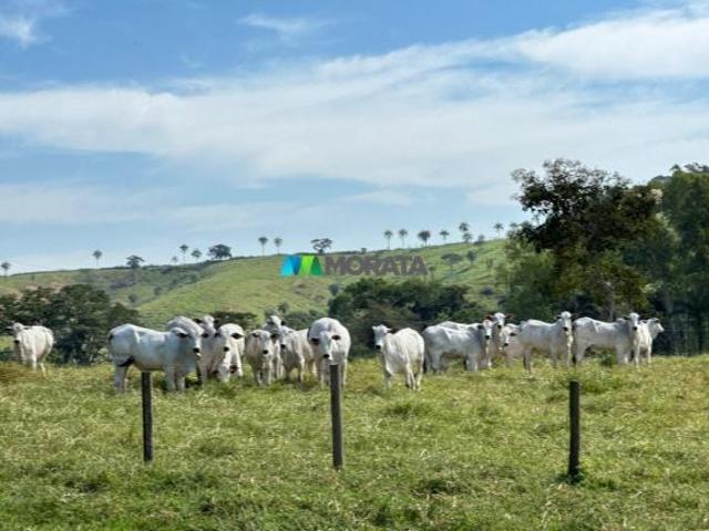 Sítio e chácara venda em Região Geográfica Imediata de Formiga, Bambuí