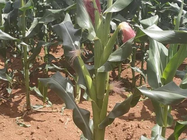 Sítio e chácara venda em Região Geográfica Imediata de Januária, Bonito de Minas
