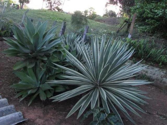 Sítio e chácara venda em Região Geográfica Imediata de Novo Hamburgo - São Leopoldo, Região Metropolitana de Porto Alegre