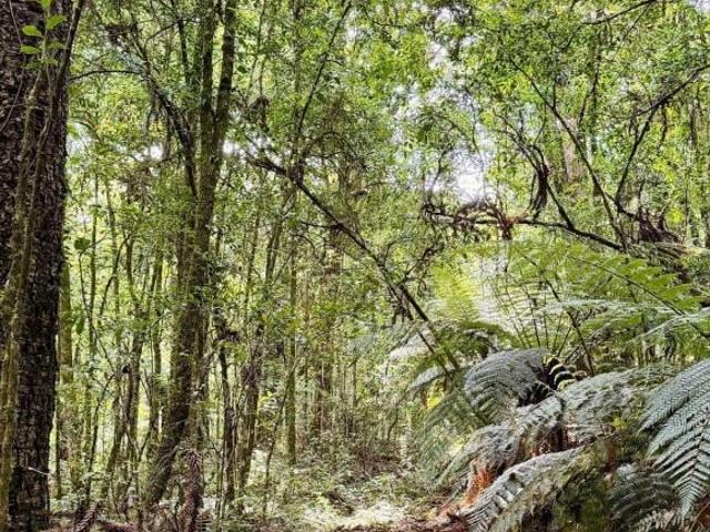 Sítio e chácara venda em Região Geográfica Imediata de Caxias do Sul, Caxias do Sul