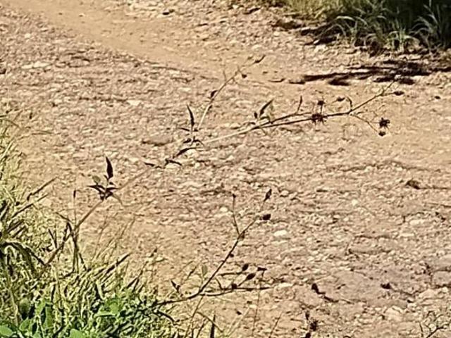 Sítio e chácara venda em Região Imediata de Sorocaba, Região Metropolitana de Sorocaba