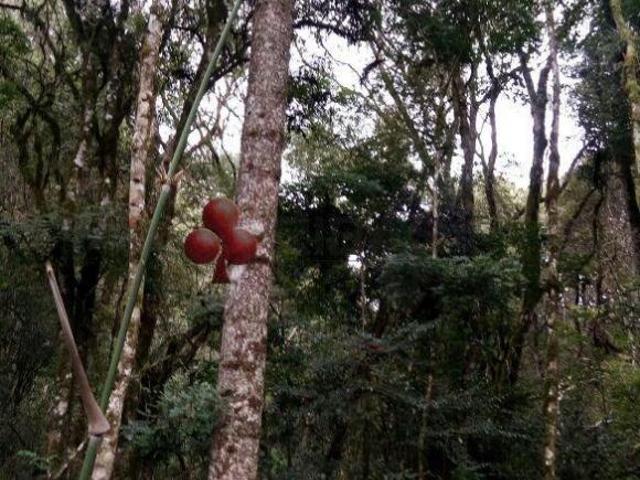 Sítio e chácara venda em Região Geográfica Imediata de Curitiba, Região Metropolitana de Curitiba