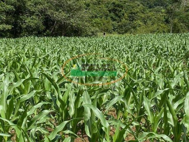 Sítio e chácara venda em Rio Quente, Região Geográfica Intermediária de Itumbiara