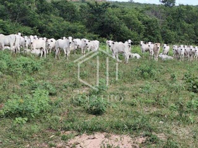 Sítio e chácara venda em Região Geográfica Imediata de São Francisco, São Francisco