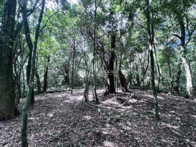 Sítio e chácara venda em Região Geográfica Imediata de Caxias do Sul, São Francisco de Paula