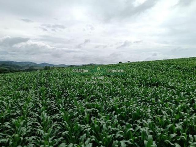 Sítio e chácara venda em Região Geográfica Imediata de São Lourenço, São Lourenço