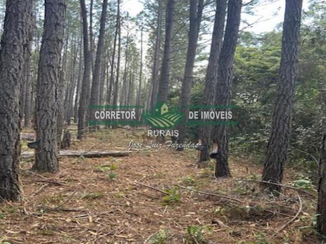 Sítio e chácara venda em Região Geográfica Imediata de Caxambu - Baependi, Serranos
