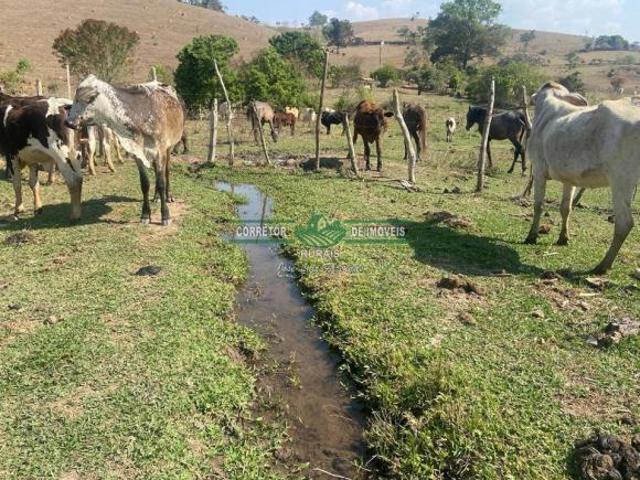 Sítio e chácara venda em Região Geográfica Imediata de São Lourenço, Soledade de Minas