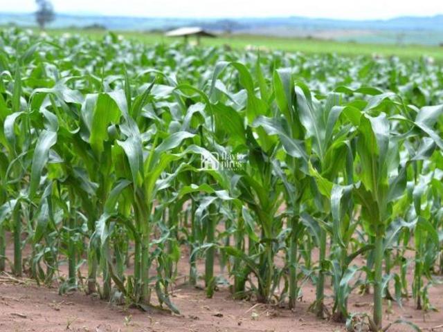 Sítio e chácara venda em Região Geográfica Imediata de Pirapora, Várzea da Palma