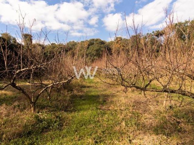Sítio e chácara venda em Região Geográfica Imediata de Caxias do Sul, Caxias do Sul