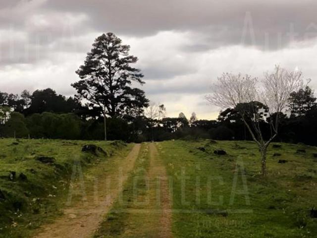 Sitio venda em Caxias do Sul, Vila Seca