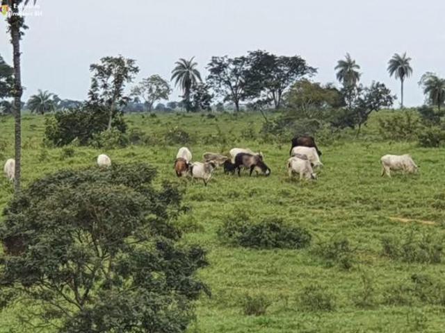Sítio e chácara venda em Região Geográfica Imediata de Abaeté, Abaeté