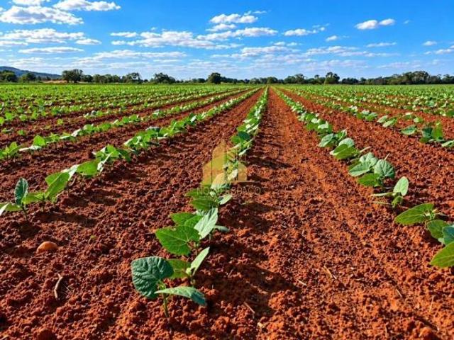 Sítio e chácara venda em Vila Lucídia, Buritizeiro