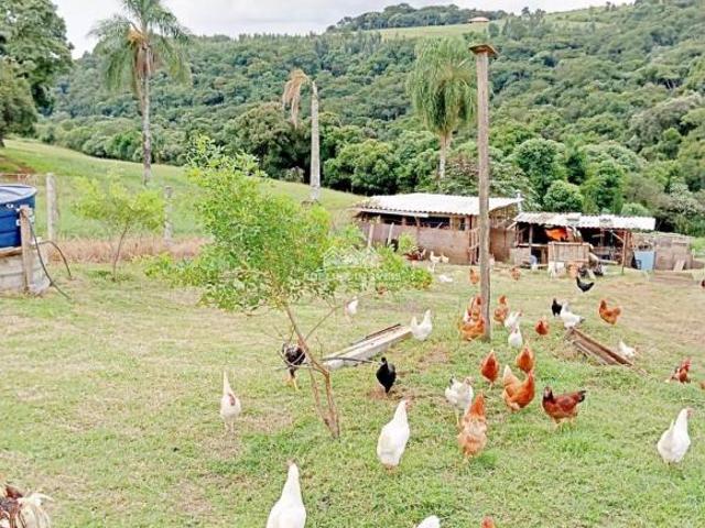 Sítio e chácara venda em Vila Nova, Carambeí