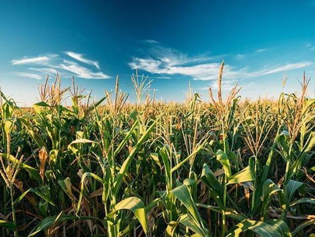 Sítio e chácara venda em Região Geográfica Imediata de Londrina, Assaí