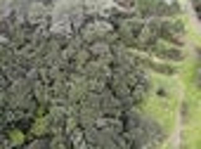 Land for sale in Kawau Island