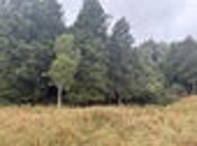 Land for sale in Waikato