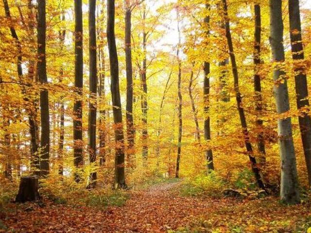 Casa en alquiler en Monreal Del Campo, Teruel