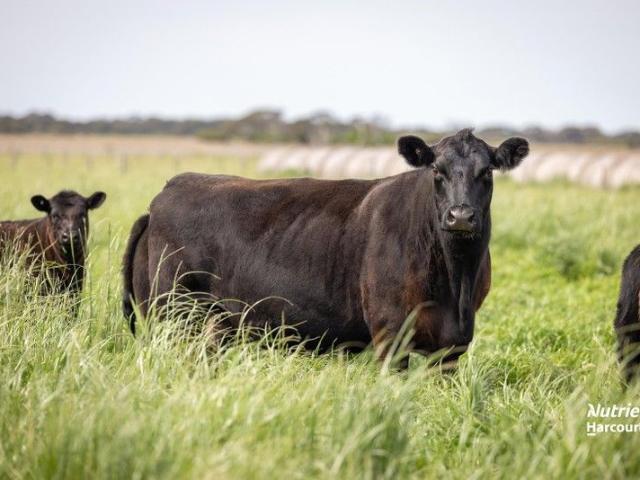 Cottage for sale in Taratap, South Australia