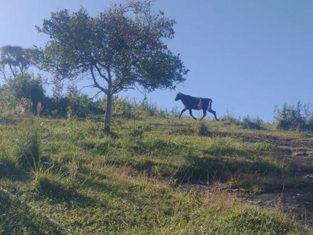 Sítio e chácara venda em Região Geográfica Imediata de Pouso Alegre, Munhoz