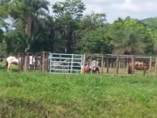 Sítio e chácara venda em Prata, Região Geográfica Intermediária de Uberlândia