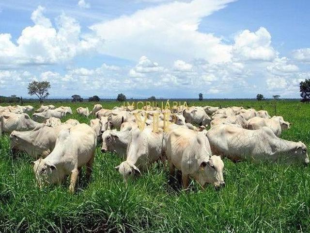 Sítio e chácara venda em Região Geográfica Imediata de Londrina, Assaí