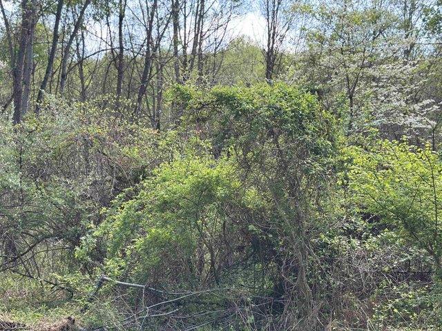 Land for sale in Carmichaels, Pennsylvania
