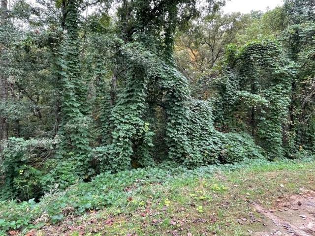 Land for sale in Young Harris, Georgia