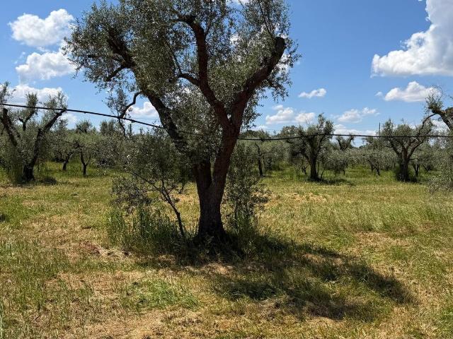 Rustico in vendita a Puglia, Brindisi