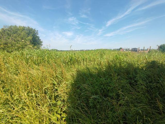 Rustico in vendita a Trecenta, Veneto