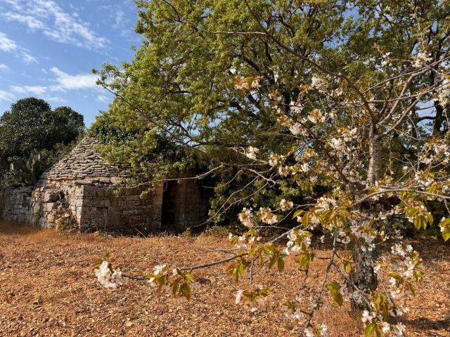 Rustico in vendita a Puglia, Bari