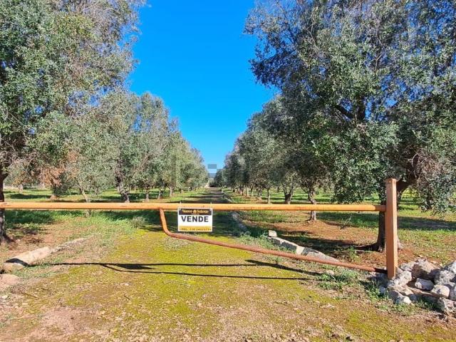 Rustico in vendita a Puglia, Brindisi