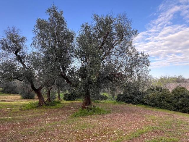 Rustico in vendita a Puglia, Brindisi