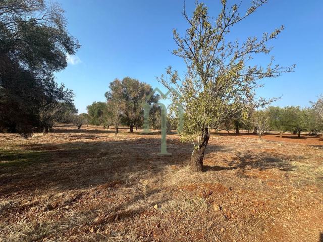 Rustico in vendita a Puglia, Brindisi