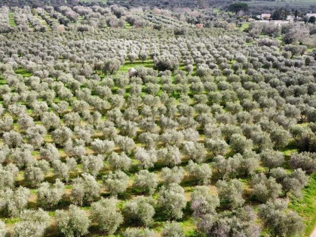 Rustico in vendita a Puglia, Brindisi