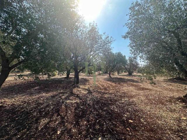 Rustico in vendita a Contrada Spierti, Puglia