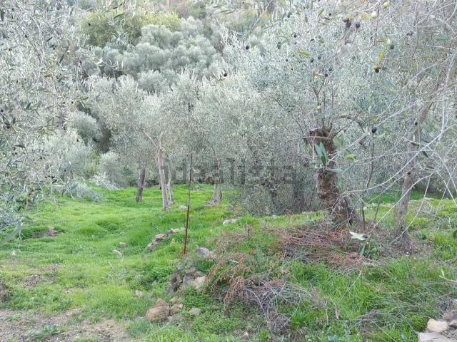 Rustico in vendita a Costarainera, Liguria