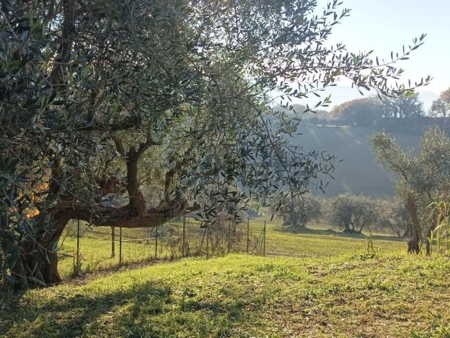Rustico in vendita a Arzilla di Novilara, Pesaro