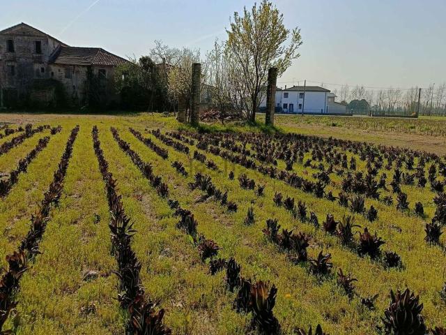 Rustico in vendita a Breda Di Piave, Veneto