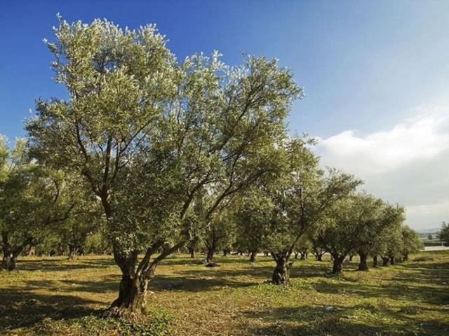 Rustico in vendita a Massarosa, Toscana