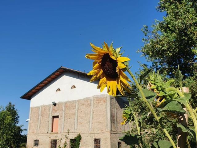 Rustico in vendita a Pianura Reggiana, Re