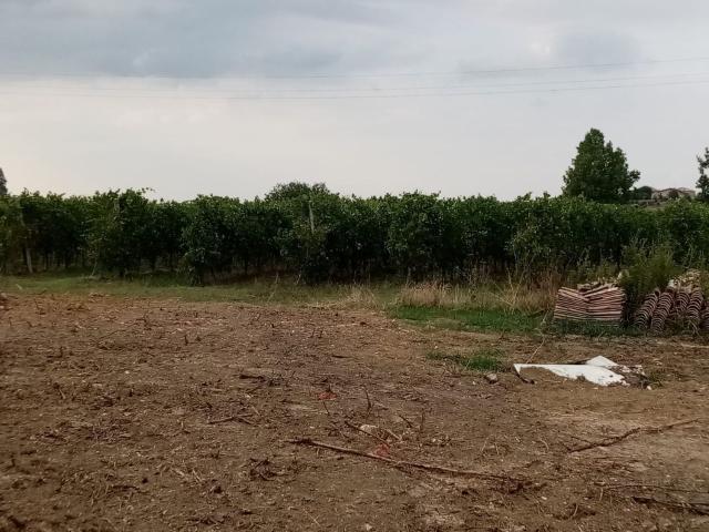 Rustico in vendita a Unione di comuni Terre di Castelli, Castelvetro Di Modena