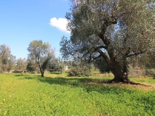 Rustico in vendita a Puglia, Brindisi